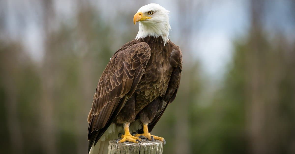 Eagle: Strongest Animal in The World