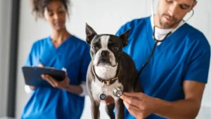 Best Veterinary Colleges
