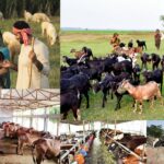 Animal Husbandry NECO Questions and Answers