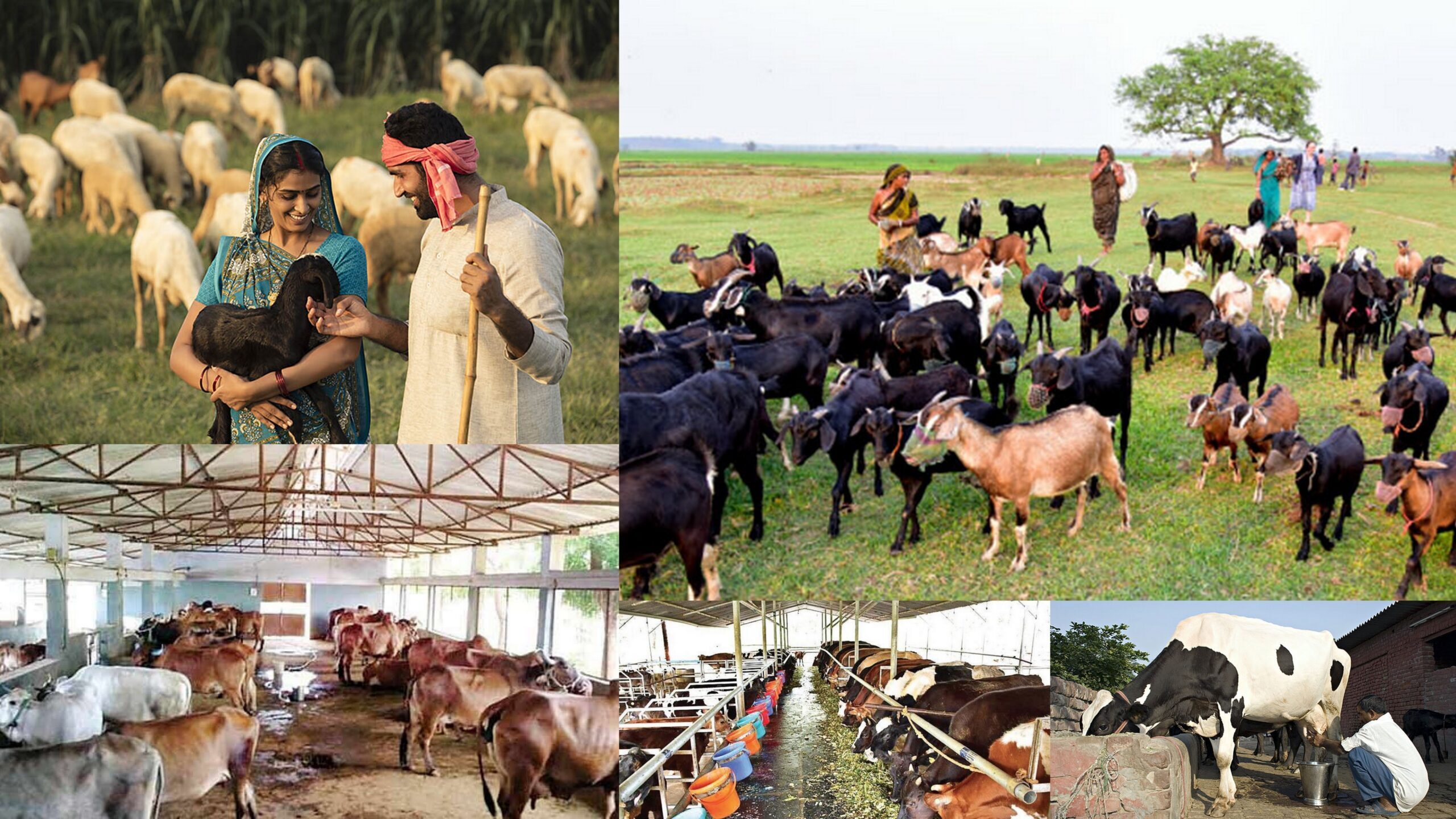 Animal Husbandry NECO Questions and Answers for 2023/2024