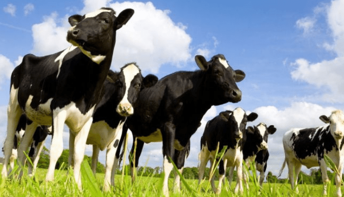 Animal Husbandry NECO Questions and Answers for 2023/2024