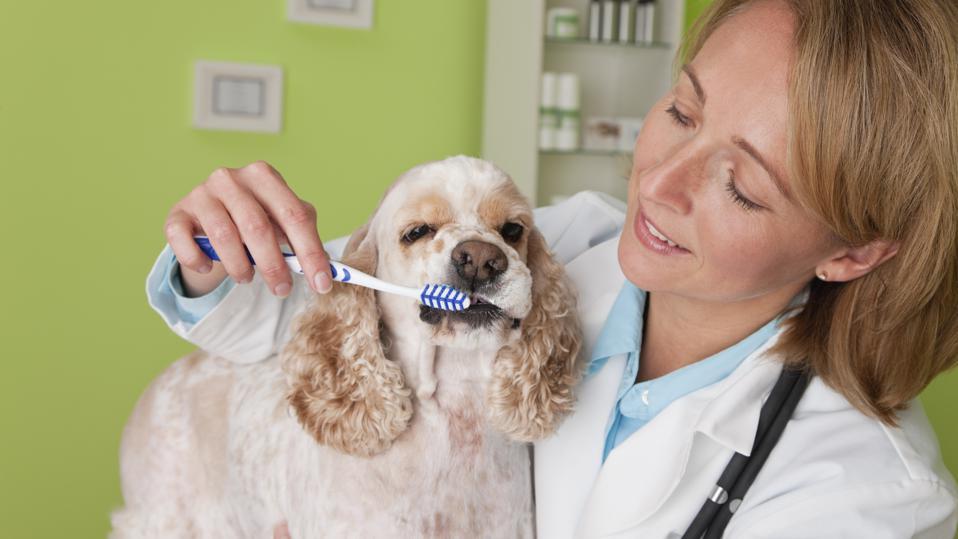 Best Pet Dental Insurance Companies 2023