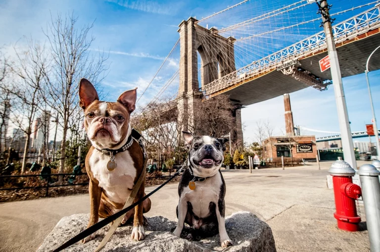 5 Best pet insurance in New York City